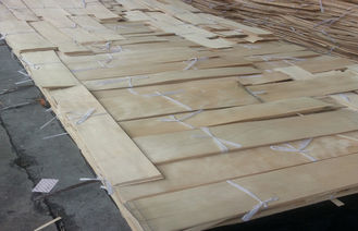 प्राकृतिक कटा हुआ कटौती फर्नीचर के लिए चीन मेपल लकड़ी के पोशिश