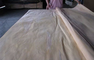 प्रकृति रोटरी कटौती बिर्च लिबास चादर ए ग्रेड, प्राकृतिक लकड़ी लिबास