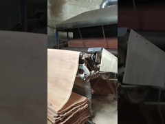 प्राकृतिक लकड़ी PLB रोटरी कट विनियर शीट