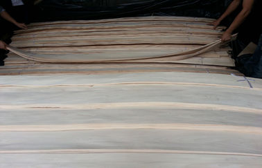 ए.ए. ग्रेड प्रक्षालित / सफेद सन्टी लकड़ी लिबास रोटरी कटौती निर्माण